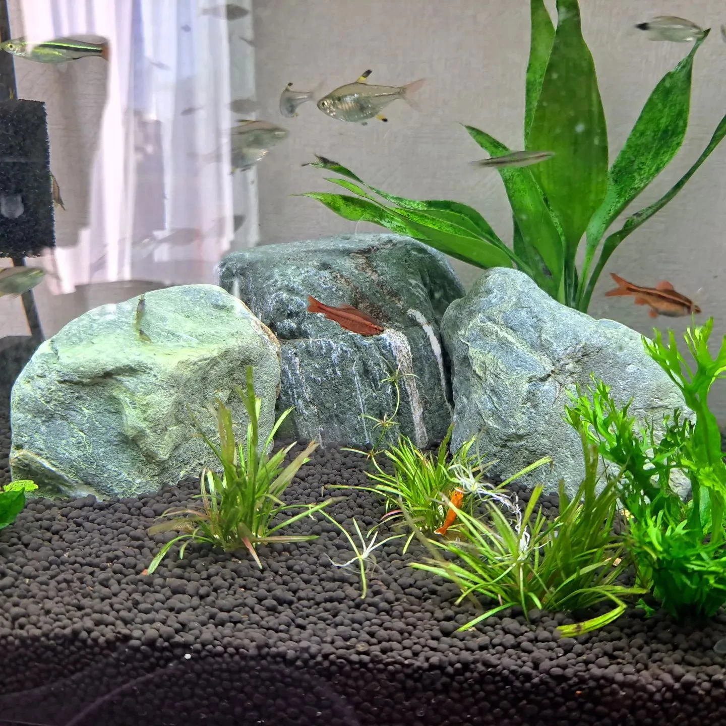 画像1374：【庭造り】熱帯魚を飼い始めました！